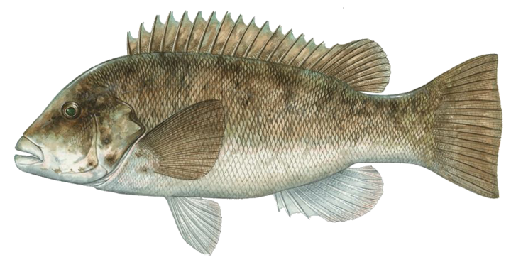 Fish Types | Moondance Charters of Montauk